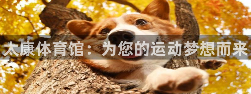 耀世娱乐圈主管：太康体育馆：为您的运动梦想而来
